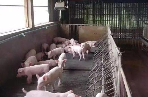 外購仔豬進場后,發(fā)病率高,怎么預防