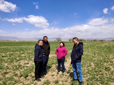 呼和浩特市農(nóng)牧局飼料飼草科與呼和浩特市農(nóng)牧技術推廣中心飼料飼草技術科赴土左旗、和林縣查看飼草種植情況