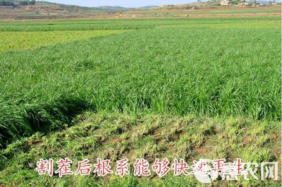 黑麥草種子包郵多年生四季牧草耐寒高產(chǎn)再生耐收割養(yǎng)殖牛羊魚兔草