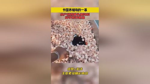 外國養(yǎng)殖場的一幕,水產(chǎn)場雞骨頭加飼料,科學營養(yǎng)喂魚