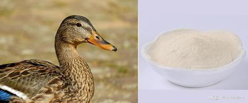 中科初肽 臨沂 生物誠邀您參加2025國際生物發酵展 濟南