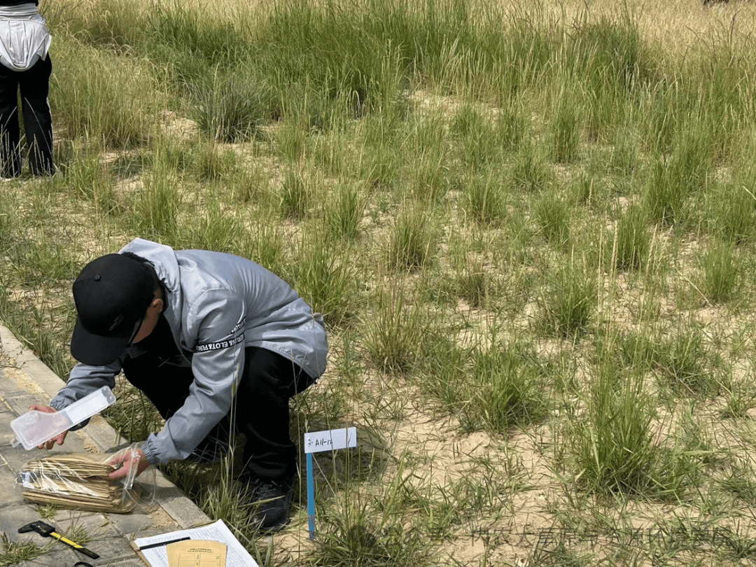 禾本科植物不僅為人類提供了豐富的糧食和飼料資源,還在維護(hù)生態(tài)平衡