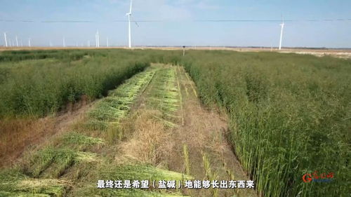 種適其地,地育其種 草業(yè)科技讓鹽堿地與牧草共赴新生