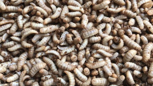 垃圾變廢為寶 黑水虻治理豬場糞污的巨大經濟效益